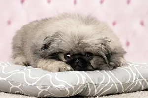 Pekingeses: Dog Pekingese 3 month old puppy