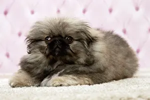 Pekingeses: Dog Pekingese 3 month old puppy