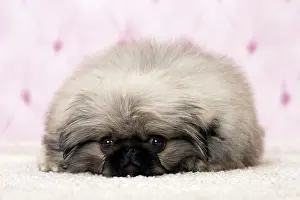 Pekingeses: Dog Pekingese 3 month old puppy