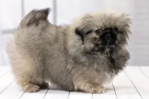 Pekingeses: Dog Pekingese 3 month old puppy