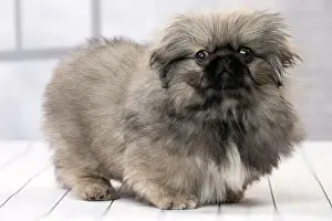 Pekingeses: Dog Pekingese 3 month old puppy