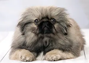 Pekingeses: Dog Pekingese 3 month old puppy