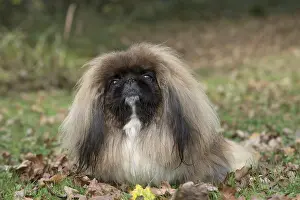 Pekingeses: DOG. Pekingese in autumn leaves