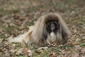 Pekingeses: DOG. Pekingese in autumn leaves