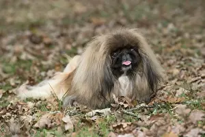 Pekingeses: DOG. Pekingese in autumn leaves