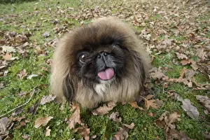 Pekingeses: DOG. Pekingese in autumn leaves, selfie