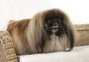 Pekingeses: DOG. Pekingese, in a chair