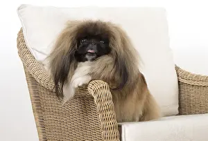 Pekingeses: DOG. Pekingese, in a chair