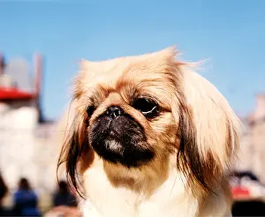 Pekingese: DOG - PEKINGESE close up of face