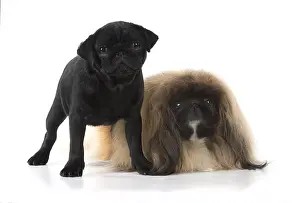 Pekingeses: DOG. Pekingese & Pug, studio DOG. Pekingese