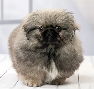 Pekingeses: Dog Pekingese puppy 3 months old