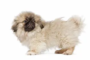 Peking: Dog - Pekingese puppy in studio