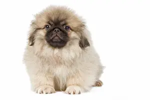 Peking: Dog - Pekingese puppy in studio
