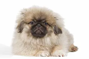 Peking: Dog - Pekingese puppy in studio
