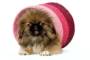 Raffia: Dog - Pekingese puppy in studio in pink raffia pot