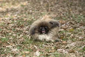 Pekingeses: DOG. Pekingese running in autumn leaves