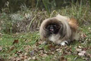 Pekingeses: DOG. Pekingese running in autumn leaves
