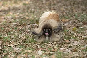Pekingeses: DOG. Pekingese running in autumn leaves