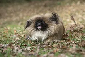 Pekingeses: DOG. Pekingese running in autumn leaves
