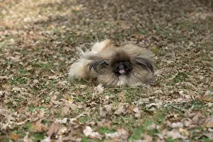 Pekingeses: DOG. Pekingese running in autumn leaves
