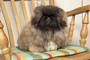 Pekingeses: DOG. Pekingese sitting in a chair