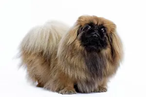 Pekingeses: Dog - Pekingese in studio