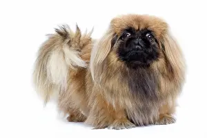 Pekingeses: Dog - Pekingese in studio