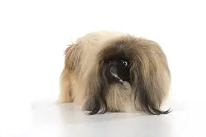 Pekingeses: DOG. Pekingese, studio