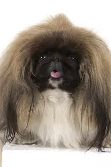 Pekingeses: DOG. Pekingese, studio