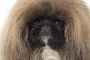 Pekingeses: DOG. Pekingese, studio