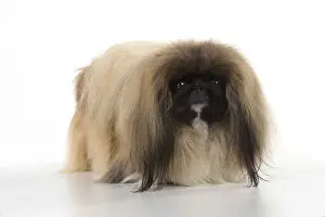 Pekingeses: DOG. Pekingese, studio