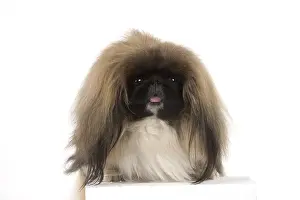Pekingeses: DOG. Pekingese, studio