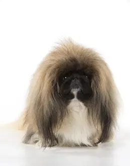 Pekingeses: DOG. Pekingese, studio