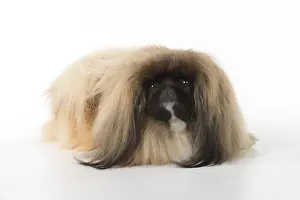 Pekingeses: DOG. Pekingese, studio