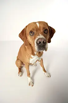 Pointe: Dog - Perdiguero Portugueso / Portuguese Pointe