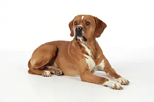 Perdiguero: Dog - Perdiguero Portugueso / Portuguese Pointer