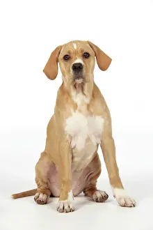 Perdiguero: Dog - Perdiguero Portugueso / Portuguese Pointer
