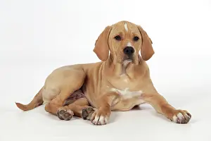 Perdiguero: Dog - Perdiguero Portugueso / Portuguese Pointer