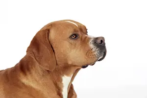 Perdiguero: Dog - Perdiguero Portugueso / Portuguese Pointer
