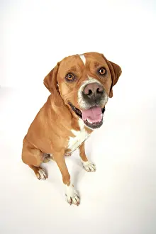 Perdiguero: Dog - Perdiguero Portugueso / Portuguese Pointer