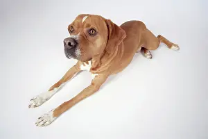 Perdiguero: Dog - Perdiguero Portugueso / Portuguese Pointer