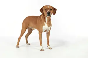 Perdiguero: Dog - Perdiguero Portugueso / Portuguese Pointer