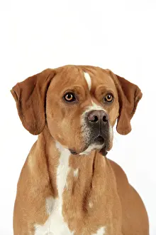 Perdiguero: Dog - Perdiguero Portugueso / Portuguese Pointer