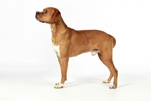 Perdiguero: Dog - Perdiguero Portugueso / Portuguese Pointer