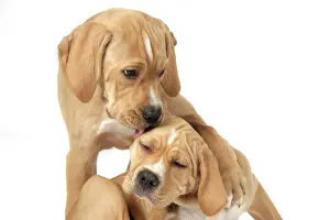 Perdiguero: Dog - Perdiguero Portugueso / Portuguese Pointer