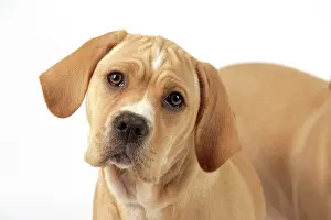Perdiguero: Dog - Perdiguero Portugueso / Portuguese Pointer