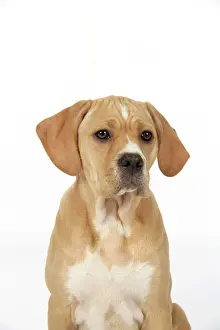 Perdiguero: Dog - Perdiguero Portugueso / Portuguese Pointer