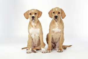 Perdiguero: Dog - Perdiguero Portugueso / Portuguese Pointer