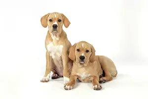 Perdiguero: Dog - Perdiguero Portugueso / Portuguese Pointer