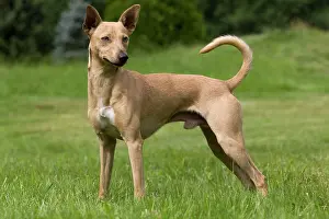 Version: Dog - Peruvian Hairless Dog - haired version non-standard